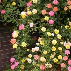 Meet your Posher, Lakeshia